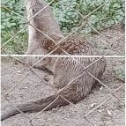 Petesmalmi Vidrapark Lábod - Egyéb