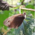 Petesmalmi Vidrapark Lábod - Egyéb