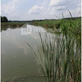 Petesmalmi Vidrapark, Lábod - Egyéb