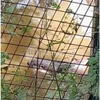 Petesmalmi Vidrapark Lábod - Egyéb