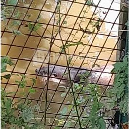 Petesmalmi Vidrapark, Lábod - Egyéb