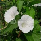 Petesmalmi Vidrapark Lábod - Egyéb