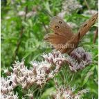 Petesmalmi Vidrapark Lábod - Egyéb