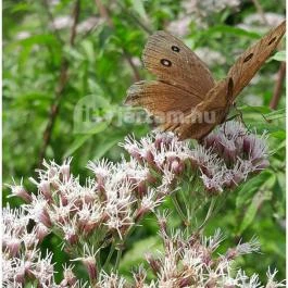 Petesmalmi Vidrapark, Lábod - Egyéb