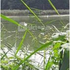 Petesmalmi Vidrapark Lábod - Egyéb