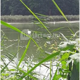 Petesmalmi Vidrapark, Lábod - Egyéb