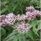 Petesmalmi Vidrapark Lábod - Egyéb