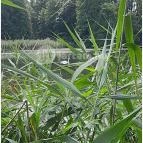 Petesmalmi Vidrapark Lábod - Egyéb