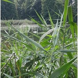 Petesmalmi Vidrapark, Lábod - Egyéb