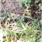 Petesmalmi Vidrapark Lábod - Egyéb