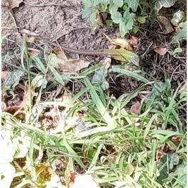 Petesmalmi Vidrapark, Lábod - Egyéb