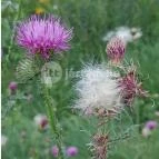 Petesmalmi Vidrapark Lábod - Egyéb