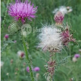 Petesmalmi Vidrapark, Lábod - Egyéb