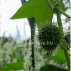 Petesmalmi Vidrapark Lábod - Egyéb