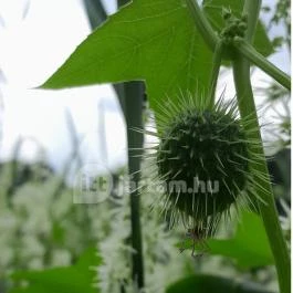 Petesmalmi Vidrapark, Lábod - Egyéb