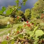 Prédikálószéki-kilátó Dömös - Egyéb