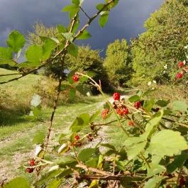 Prédikálószéki-kilátó, Dömös - Egyéb