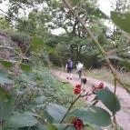 Prédikálószéki-kilátó Dömös - Egyéb