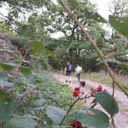 Prédikálószéki-kilátó, Dömös - Egyéb