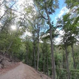 Prédikálószéki-kilátó, Dömös - Egyéb