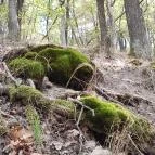 Prédikálószéki-kilátó Dömös - Egyéb