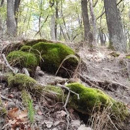 Prédikálószéki-kilátó, Dömös - Egyéb