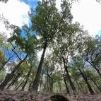 Prédikálószéki-kilátó Dömös - Egyéb