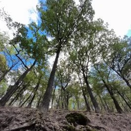 Prédikálószéki-kilátó, Dömös - Egyéb