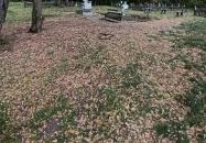 Rádligeti Árpád-kori romtemplom Balatonlelle