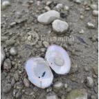 Római-part Budapest - Egyéb