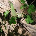 Sajkodi-öböl Tihany - Egyéb