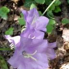 Sajkodi-öböl Tihany - Egyéb