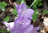 Sajkodi-öböl Tihany