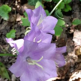 Sajkodi-öböl, Tihany - Egyéb