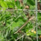 Sajkodi-öböl Tihany - Egyéb