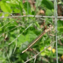 Sajkodi-öböl, Tihany - Egyéb