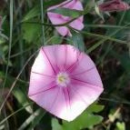 Sajkodi-öböl Tihany - Egyéb