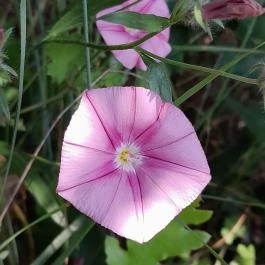 Sajkodi-öböl, Tihany - Egyéb