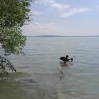 Sajkodi-öböl Tihany - Egyéb