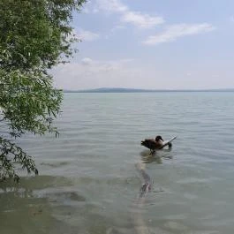 Sajkodi-öböl, Tihany - Egyéb