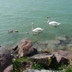 Sajkodi-öböl Tihany - Egyéb