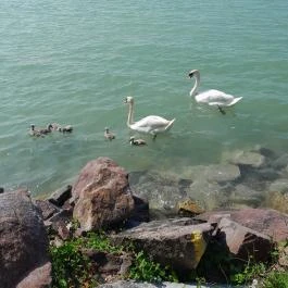 Sajkodi-öböl, Tihany - Egyéb