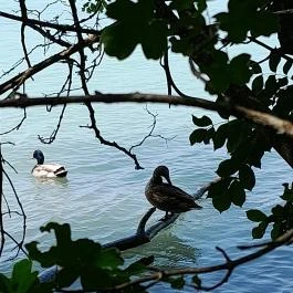 Sajkodi-öböl, Tihany - Egyéb