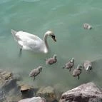 Sajkodi-öböl Tihany - Egyéb