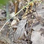 Sajkodi-öböl Tihany - Egyéb