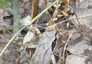 Sajkodi-öböl Tihany