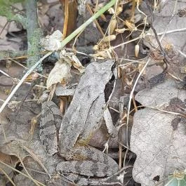 Sajkodi-öböl, Tihany - Egyéb