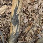 Sas-kövi-barlang Szentendre - Egyéb