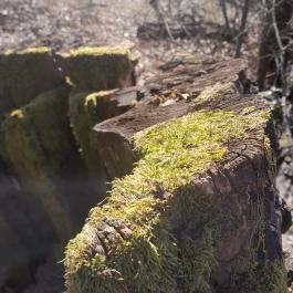 Sas-kövi-barlang, Szentendre - Egyéb