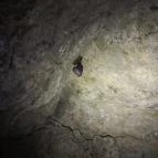 Sas-kövi-barlang Szentendre - Egyéb